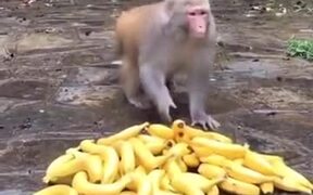 Banana Distribution To Monkeys - Animals - VIDEOTIME.COM