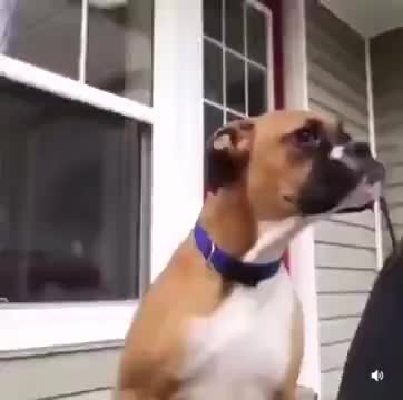 Dog Making Alien Face