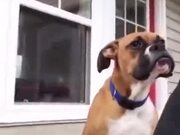Dog Making Alien Face