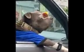 Coolest Dog On This Earth - Animals - VIDEOTIME.COM
