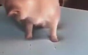 Cat Checking Out Memory Foam - Animals - VIDEOTIME.COM