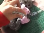 A Possessive Kitten