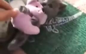 A Possessive Kitten - Animals - VIDEOTIME.COM