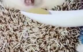 Hedgehog Awaken By Food - Animals - VIDEOTIME.COM