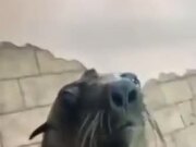 Seal Copying Freaky Human Smile