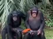 Chimps Operating A Drone