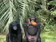Chimps Operating A Drone
