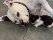 Dog Being Gentle With A Kitten