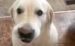 When Your Dog Understands Every Word You Say - Animals - VIDEOTIME.COM