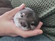 Otter Longing For A Hug