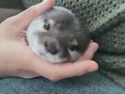 Otter Longing For A Hug