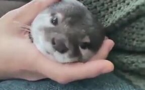 Otter Longing For A Hug - Animals - VIDEOTIME.COM