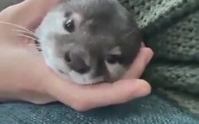 Otter Longing For A Hug - Animals - VIDEOTIME.COM