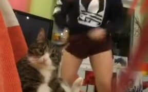 The Cat Wins This One - Animals - VIDEOTIME.COM