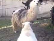 A Dog Riding A Lama