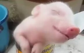 When The Bacon Is Too Fresh - Animals - VIDEOTIME.COM
