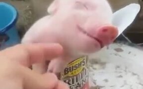 When The Bacon Is Too Fresh - Animals - VIDEOTIME.COM