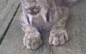 Mountain Cat's Cute Meowing - Animals - VIDEOTIME.COM