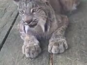 Mountain Cat's Cute Meowing