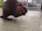 Beaver Walking On Two Legs Carrying A Load