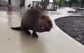 Beaver Walking On Two Legs Carrying A Load - Animals - VIDEOTIME.COM