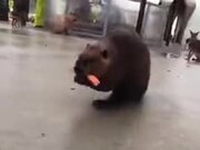 Beaver Walking On Two Legs Carrying A Load