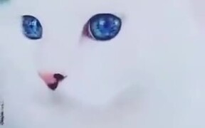 Kitty With Galaxy In Her Eyes - Animals - VIDEOTIME.COM