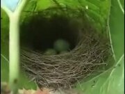 Tiny Bird Nest With Eggs
