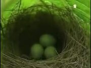 Tiny Bird Nest With Eggs