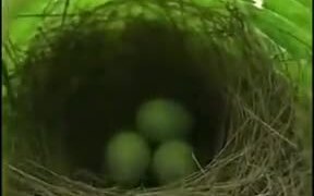 Tiny Bird Nest With Eggs - Fun - VIDEOTIME.COM