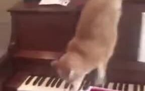 Startled Cat Playing Piano - Animals - VIDEOTIME.COM
