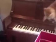 Startled Cat Playing Piano