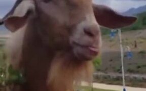 Man Having A Chat With A Goat - Animals - VIDEOTIME.COM