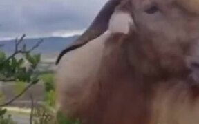 Man Having A Chat With A Goat - Animals - VIDEOTIME.COM
