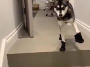 Dogs With Special Running Shoes