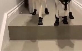 Dogs With Special Running Shoes - Animals - VIDEOTIME.COM