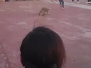 Boy Chased By A Raccoon In Daylight