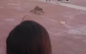 Boy Chased By A Raccoon In Daylight - Animals - VIDEOTIME.COM