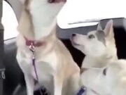 Gut-Busting Sneezing Of Doggo