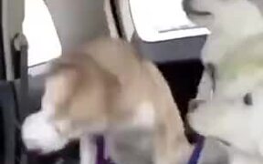 Gut-Busting Sneezing Of Doggo - Animals - VIDEOTIME.COM