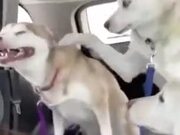 Gut-Busting Sneezing Of Doggo