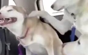 Gut-Busting Sneezing Of Doggo - Animals - VIDEOTIME.COM