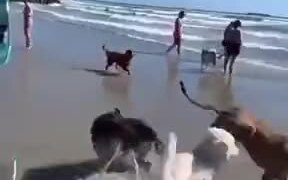 Foolish Dog Running In The Sea - Animals - VIDEOTIME.COM