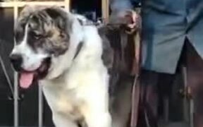 Dog Big Enough To Be Ridden - Animals - VIDEOTIME.COM