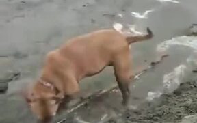 Dog Discovered A Giant Stick - Animals - VIDEOTIME.COM