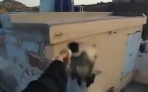 Worst Way To Make A Monkey Angry - Animals - VIDEOTIME.COM