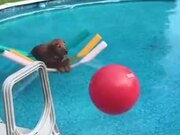 Dog Floating On The Water Without Movement