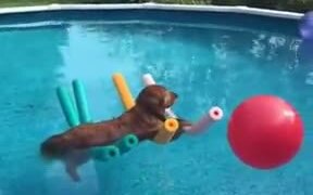 Dog Floating On The Water Without Movement - Animals - VIDEOTIME.COM
