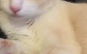 When Suddenly Cat Gets Frozen - Animals - VIDEOTIME.COM