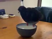 A Very Clumsy Pigeon